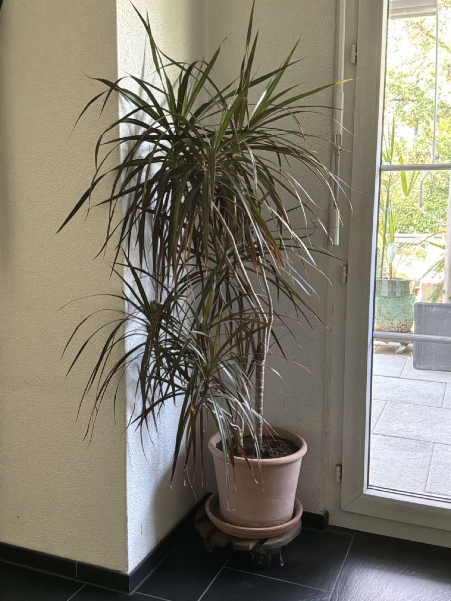 Piante & sementi: Drachenpalme / Palma Dracaena – Usato da Bremgarten AG venduto da Belana0