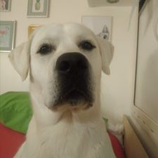 Profile image of Trabito