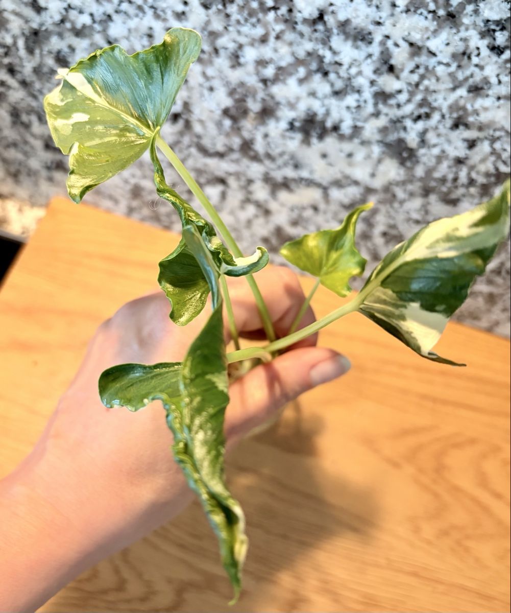 Piante & sementi: Alocasia Cucullata "Crinkles Albo" – Usato da Kaiseraugst venduto da dka_b97z 5