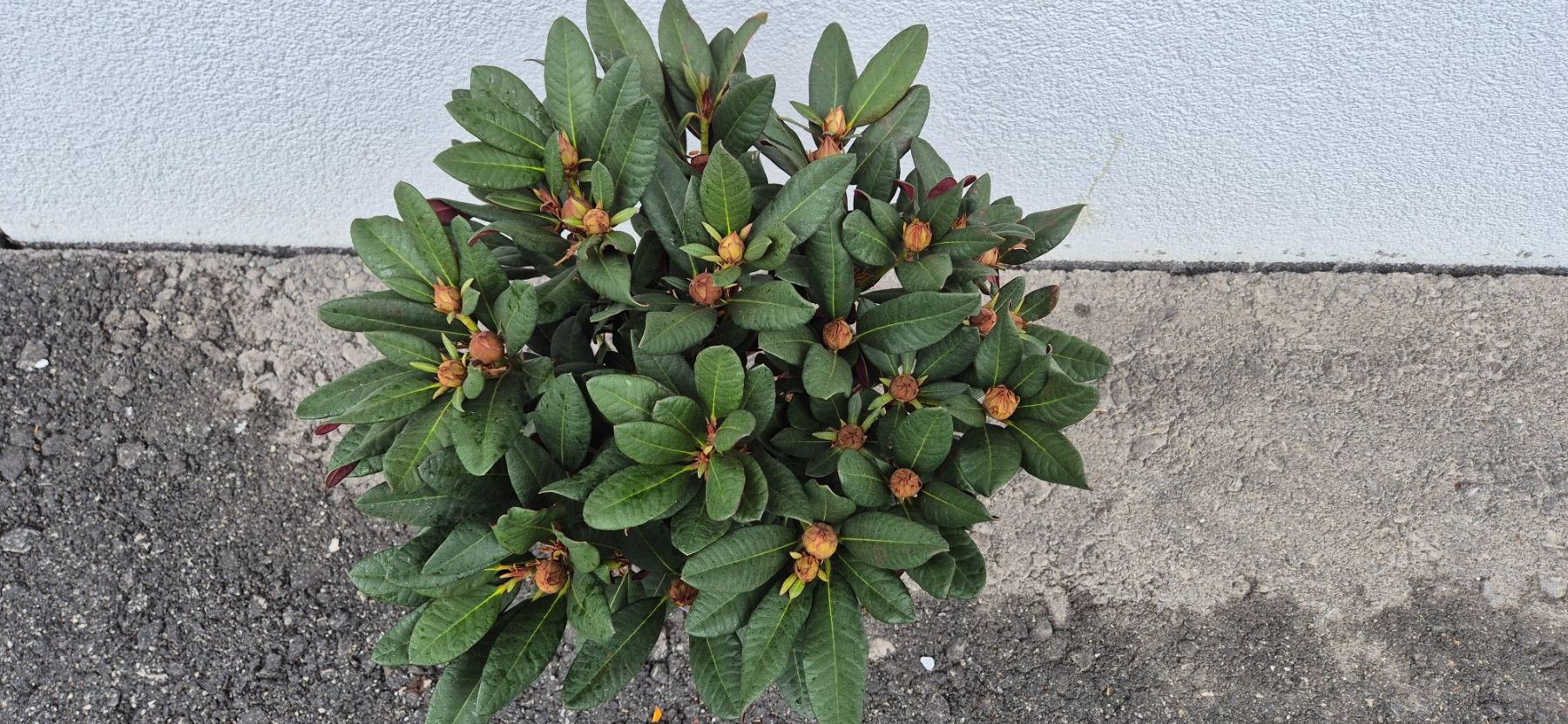 RHODODENDRON (Gebraucht) in Jona fr CHF 25  mit Lieferung auf Ricardo  kaufen