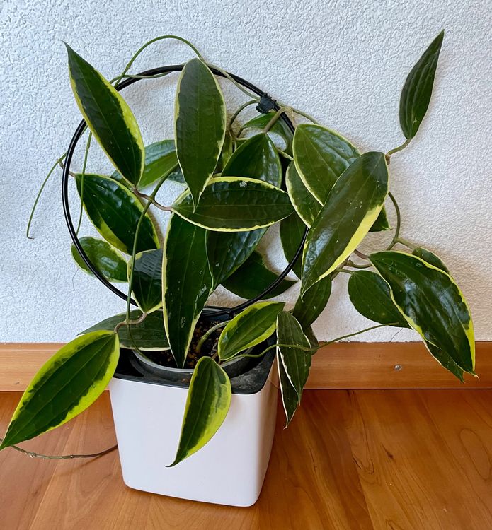 Hoya macrophylla, grosse Pflanze Kaufen auf Ricardo