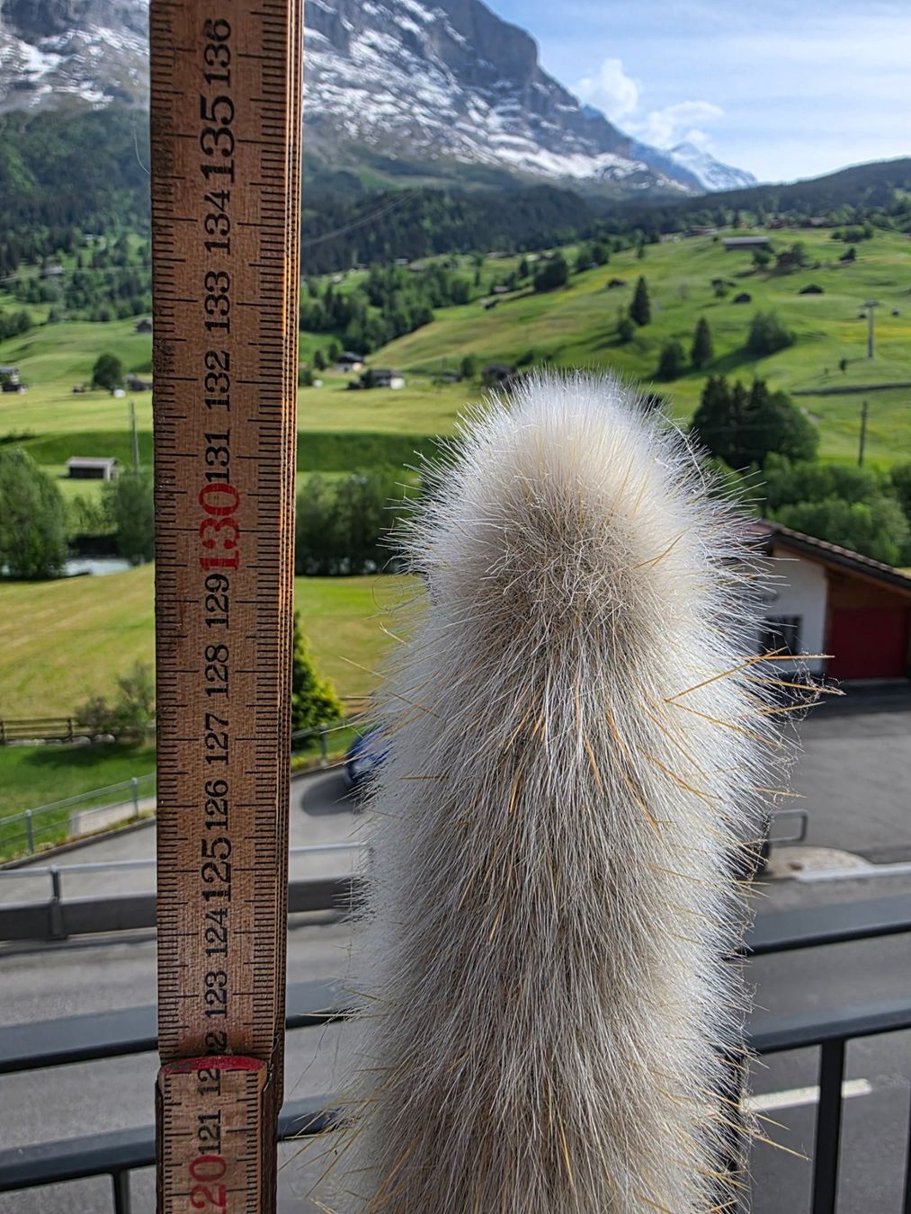 Piante & sementi: schöner grosser Kaktus – Usato da Grindelwald venduto da LeonhardG 3