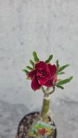 **Rarität** Wüstenrose / Adenium Obesum veredelte Pflanze