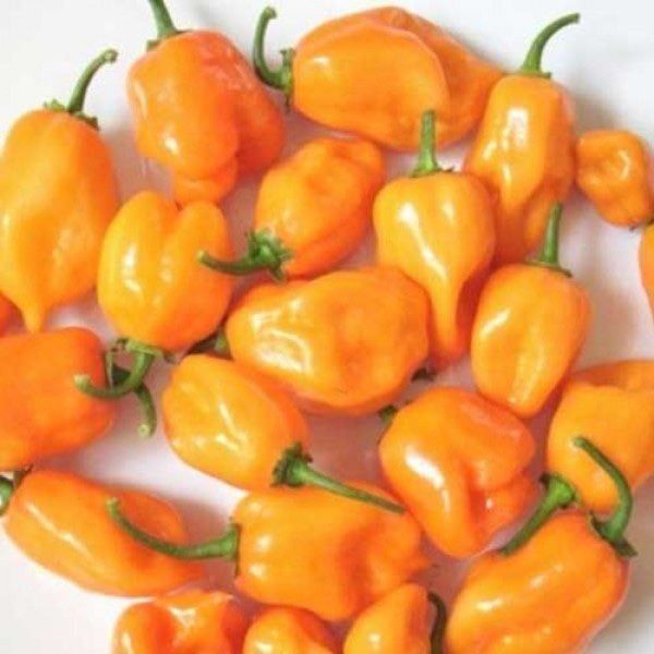 Piante & sementi: 30 Samen Orange Habanero Chilli – Nuovo (secondo la descrizione) da Ehrendingen venduto da VerveinaSamen 3