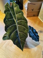 Alocasie chantrieri Rhizom