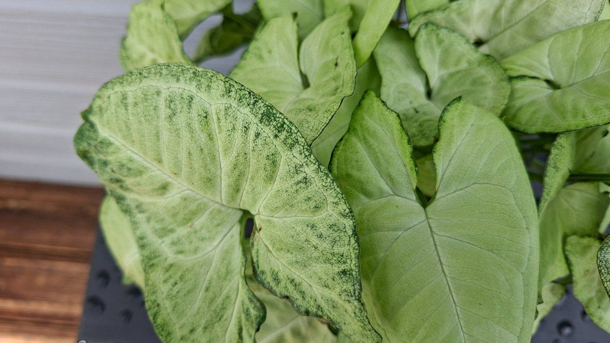 Plantes & graines: Syngonium podophyllum – D'occasion à Les Brenets par glo_267f 6