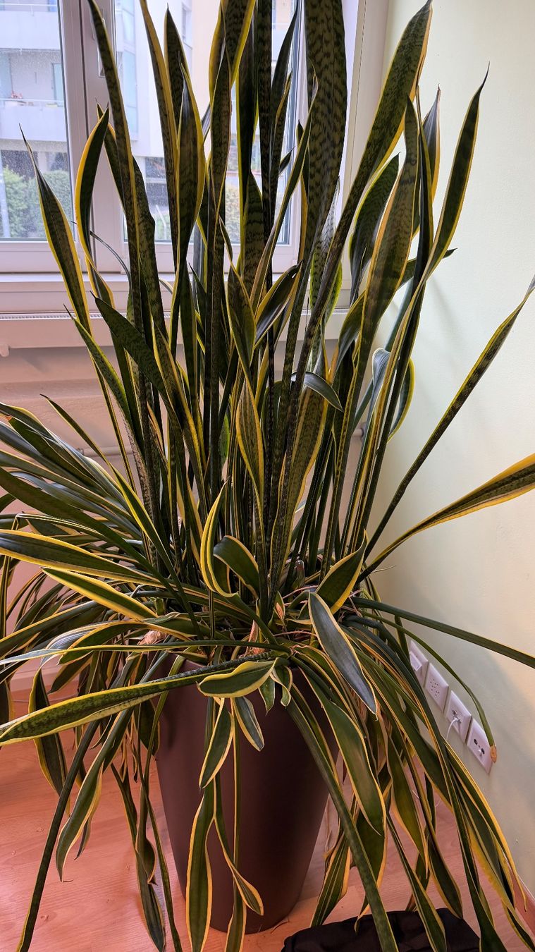 Plantes & graines: Bogenhanf / Hydrokultur – D'occasion à Stäfa par Sensor8712