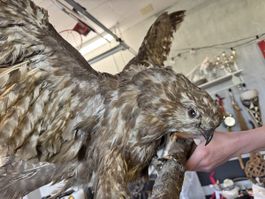 Mäusebussard tierpräparat greifvogel