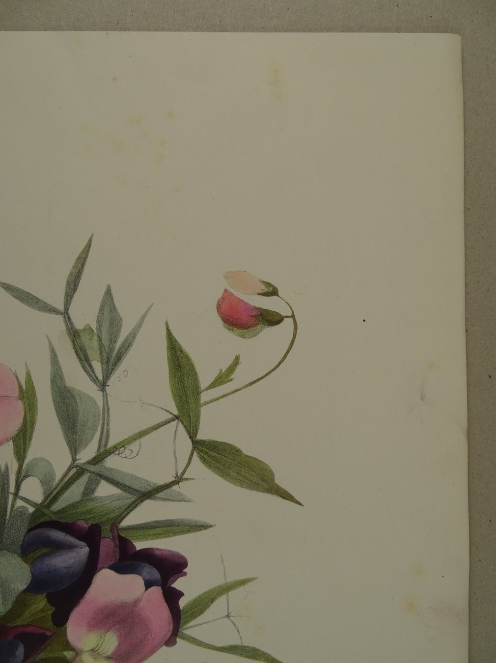 Incisioni: FLEUR BLUME, LITHOGRAPHIE UM 1850 – Usato da Grüningen venduto da Kartensammler 4