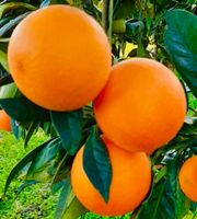 10 Samen Sizilianische Orange «BLOND" (zur Keimung)‪