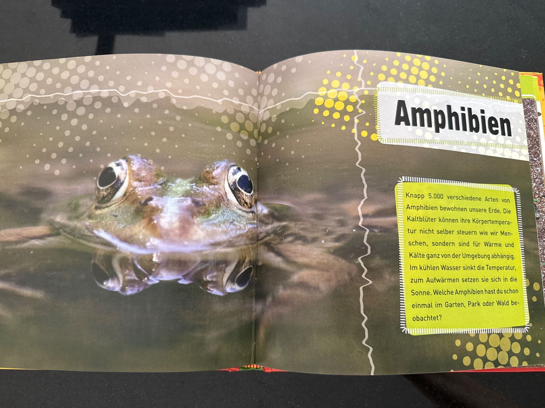 Bücher: NEU! Quartettbuch Tierrekorde mit Spielkarten – Neu und originalverpackt aus Schönenwerd von d.chiara 6