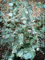 Eucalyptus Gunnii - winterhart - momentan 120cm inkl. Topf