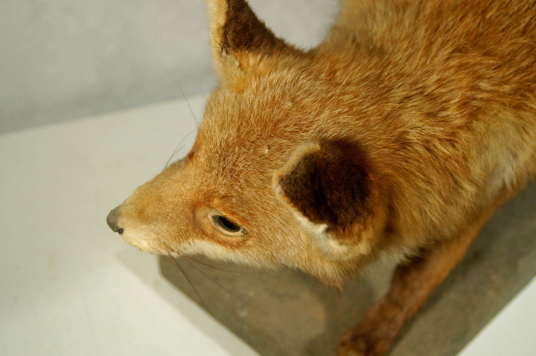 Il mondo degli animali: Fuchs Präparat – Usato da Herisau venduto da Wisen 5