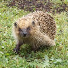 Profile image of Puppenwaisenheim