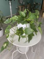Magnifique Pothos doré + Joli POT COMPRIS à 15 CHF !