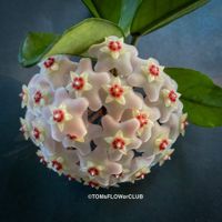 Hoya Carnosa - sehr robuste Pflanze auch für Anfänger