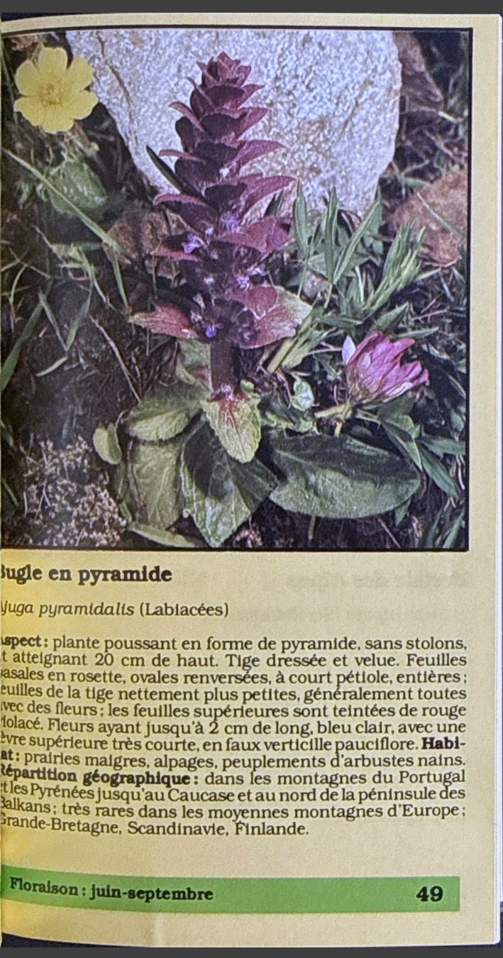 Libri: Miniguide Nathan Fleurs des montagnes W. Lippert – Usato da Fleurier venduto da jea_j77g 2