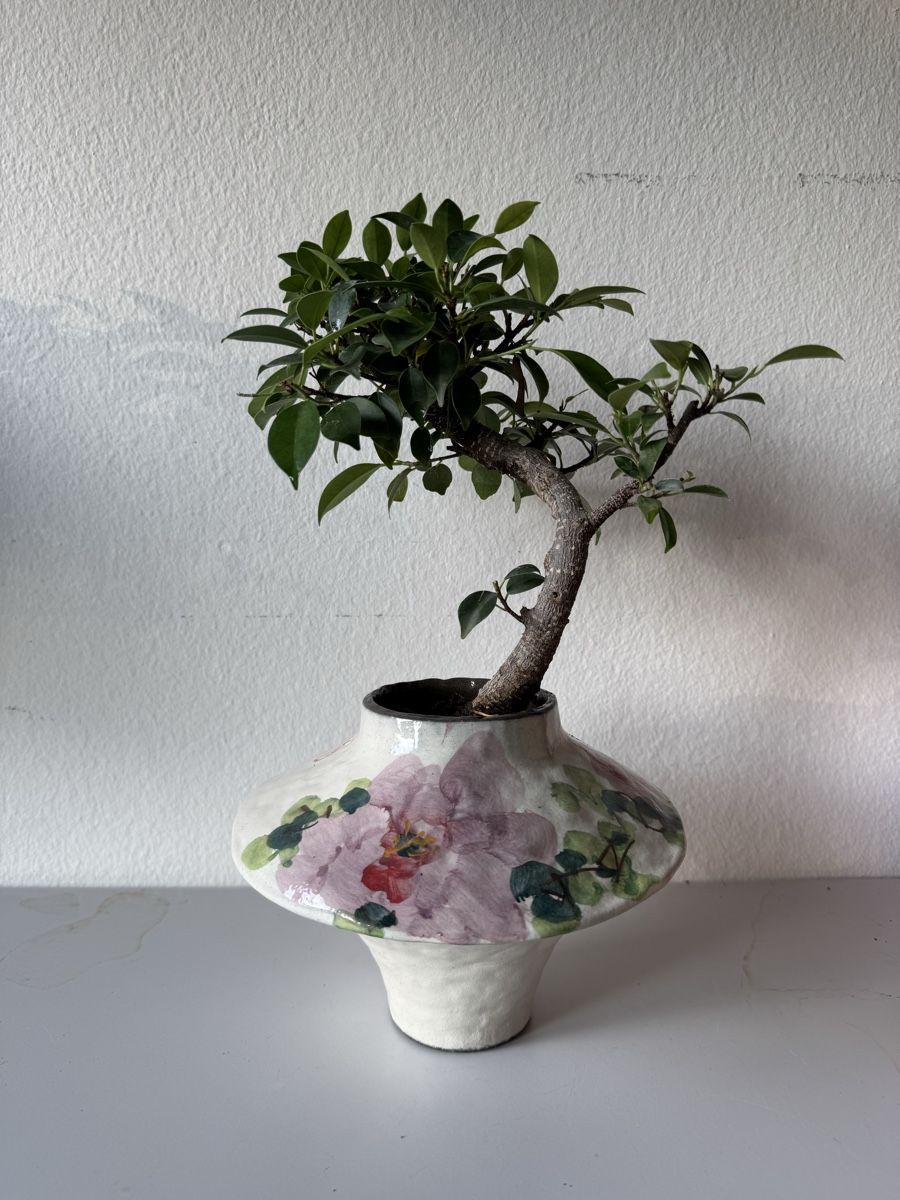 Piante & sementi: Ficus Bonsai in Vase – Usato da Rümlang venduto da Gruseh.ch 7