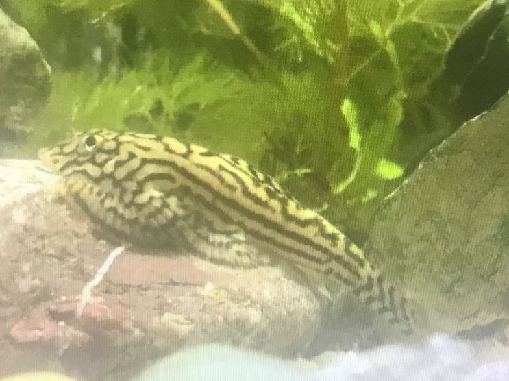 Aquarium: Fisch Steinflossensauger junge – Neu (gemäss Beschreibung) aus Schlieren von Jeajet 3