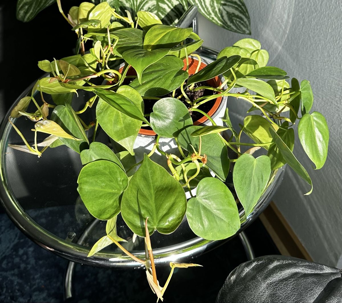 Piante & sementi: Philodendron cordatum - Herzblatt – Usato da Bern venduto da geo_6hl8