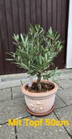 Kleiner Olivenbaum im dekorativen Terracotta-Topf