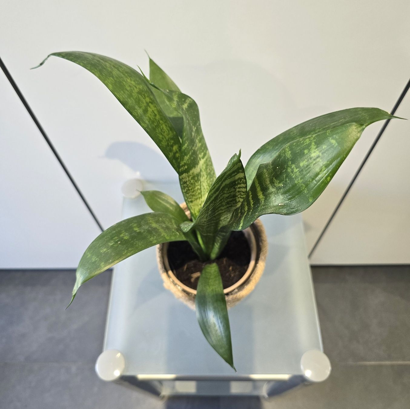 Piante & sementi: Pflanze Sansevieria / Bogenhanf 41 cm inklusive Korbtopf – Usato da Oetwil an der Limmat venduto da dhantal 6