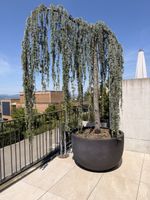 Hängende Zeder im Topf, Gartenpflanze, schön gewachsen