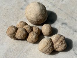 Fossil Cluster Konkretionen (?)