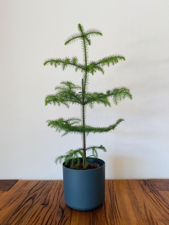 Zimmertanne Araucaria von Feey AG Kaufen auf Ricardo