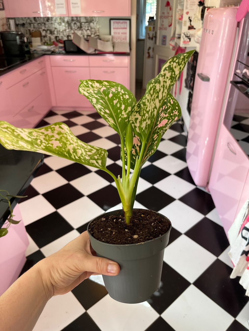 Piante & sementi: Aglaonema plante d’intérieur – Usato da Porrentruy venduto da Madamebovary 3