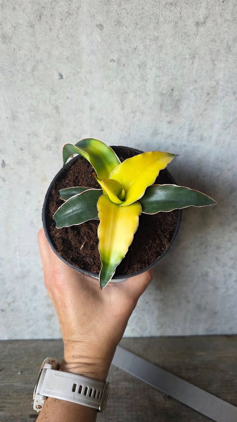 Piante & sementi: Sansevieria 'Star Canary'  (Bogenhanf) – Usato da St.Erhard venduto da Plumilandschweiz