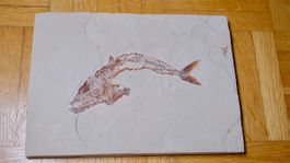 Fossil - Euripholis boissieri
