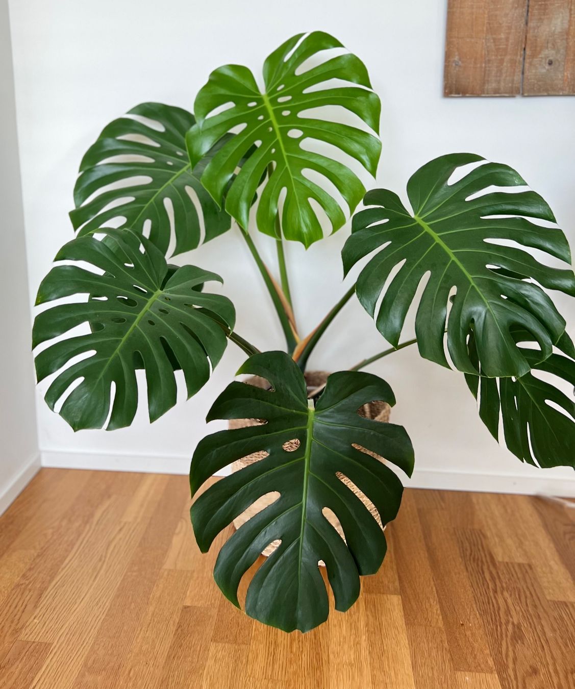 Piante & sementi: Monstera Deliciosa🤩 – Usato da Glattpark(Opfikon) venduto da ste_n99y
