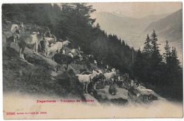 Ziegenherde - Troupeau de chèvres, gelaufen 1907