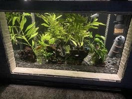 Aquarium Tisch Natur Steine