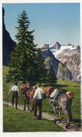 Säntis   AR  -  Säumer und Maultiere auf dem Weg zum Säntis