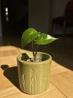 Alocasia Portodora - Babypflanze