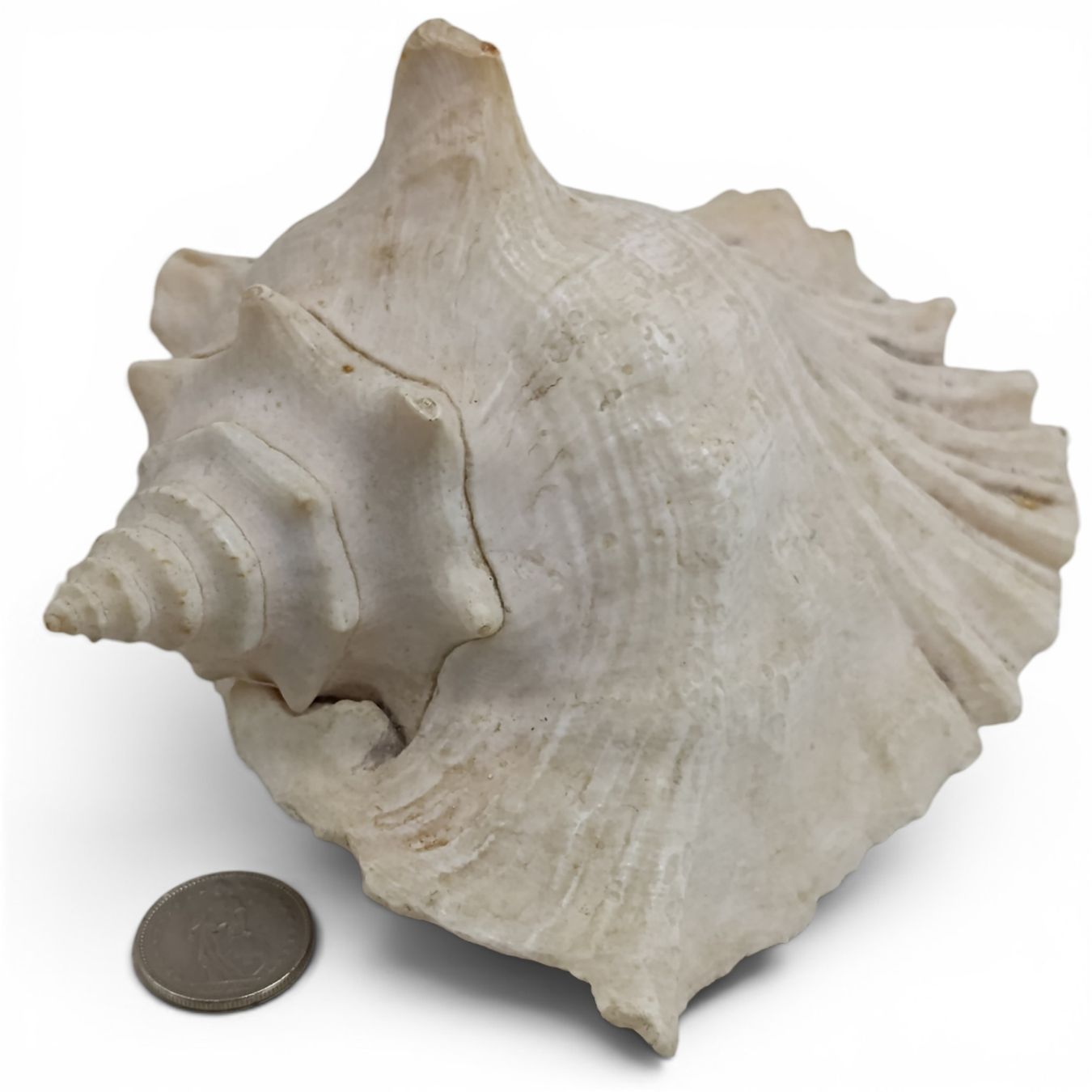 Statuette: Grosse Meeresschnecke / Muschel – Usato da Hochfelden venduto da Relict 1