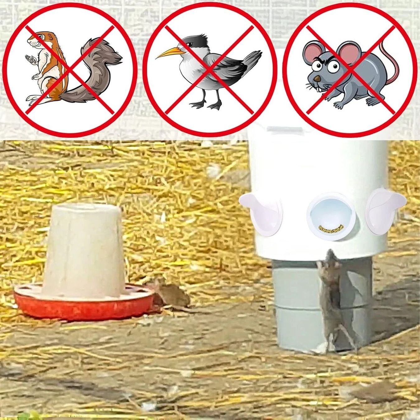 Gabbie, trasporto & Sicurezza: Futter Hühner kein Abfall automatischer Geflügelfütterer – Nuovo (secondo la descrizione) da Kirchdorf AG venduto da Apost008 8