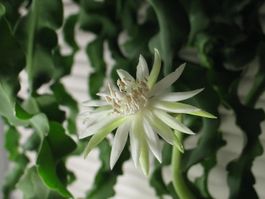 Epiphyllum guatemalense var. monstrosus / Curly Cactus