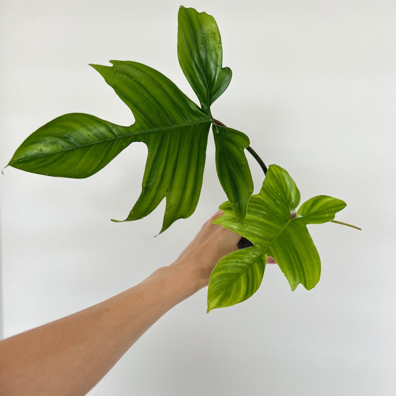 Plantes & graines: Philodendron Florida🔥 – D'occasion à Glattpark(Opfikon) par ste_n99y 4