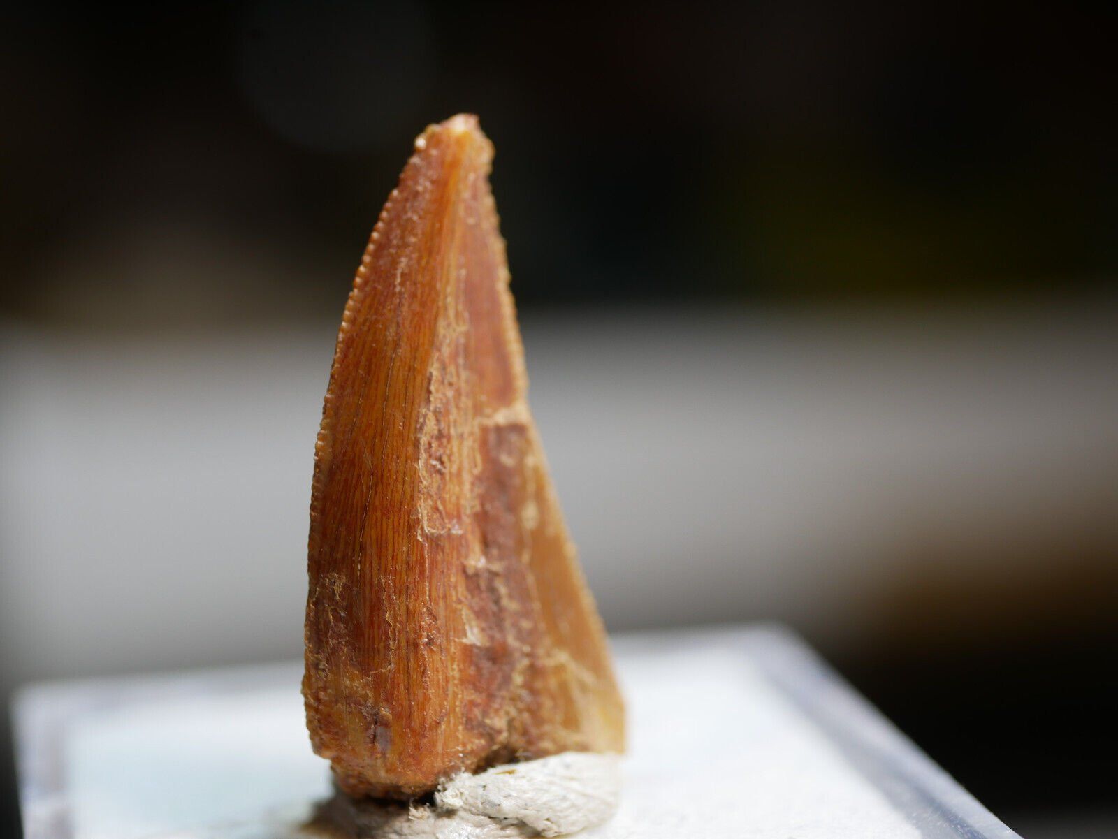 Fossili: raptor zhan – Nuovo (secondo la descrizione) da Aesch BL venduto da Pendrive 2