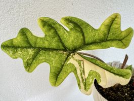 Alocasia Jacklyn Aurea Variegata – Rhizom 💚💛