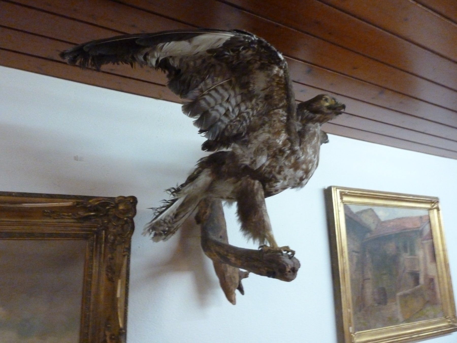 Il mondo degli animali: Greifvogel – Usato da Bure venduto da 1319 2