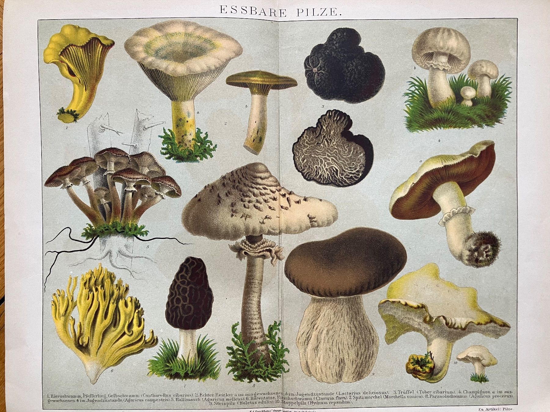 Grafica & Litografie: Essbare Pilze. Chromolithographie – Usato da Basel venduto da papageientulpe