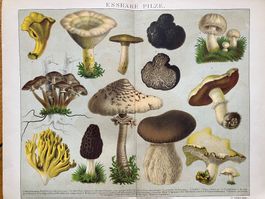 Essbare Pilze. Chromolithographie