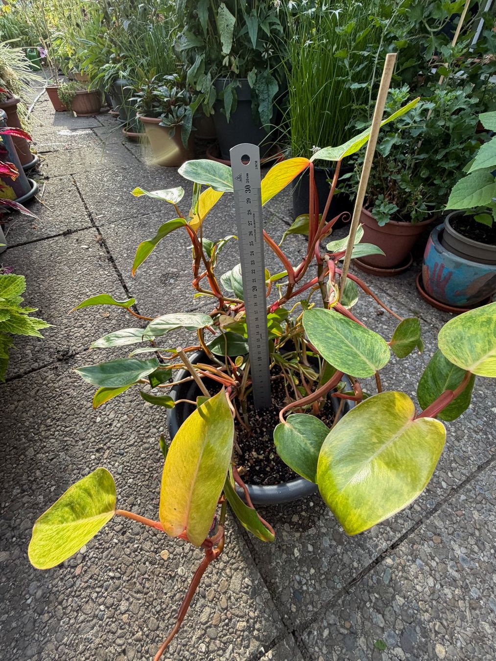 Pflanzen & Samen: Philodendron Painted Lady, mehrtriebig – Gebraucht aus Winterthur von Aniger 2