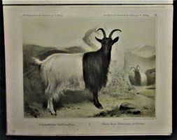 * Ziegen  Ziegenrassen der Schweiz  Farbtafeln