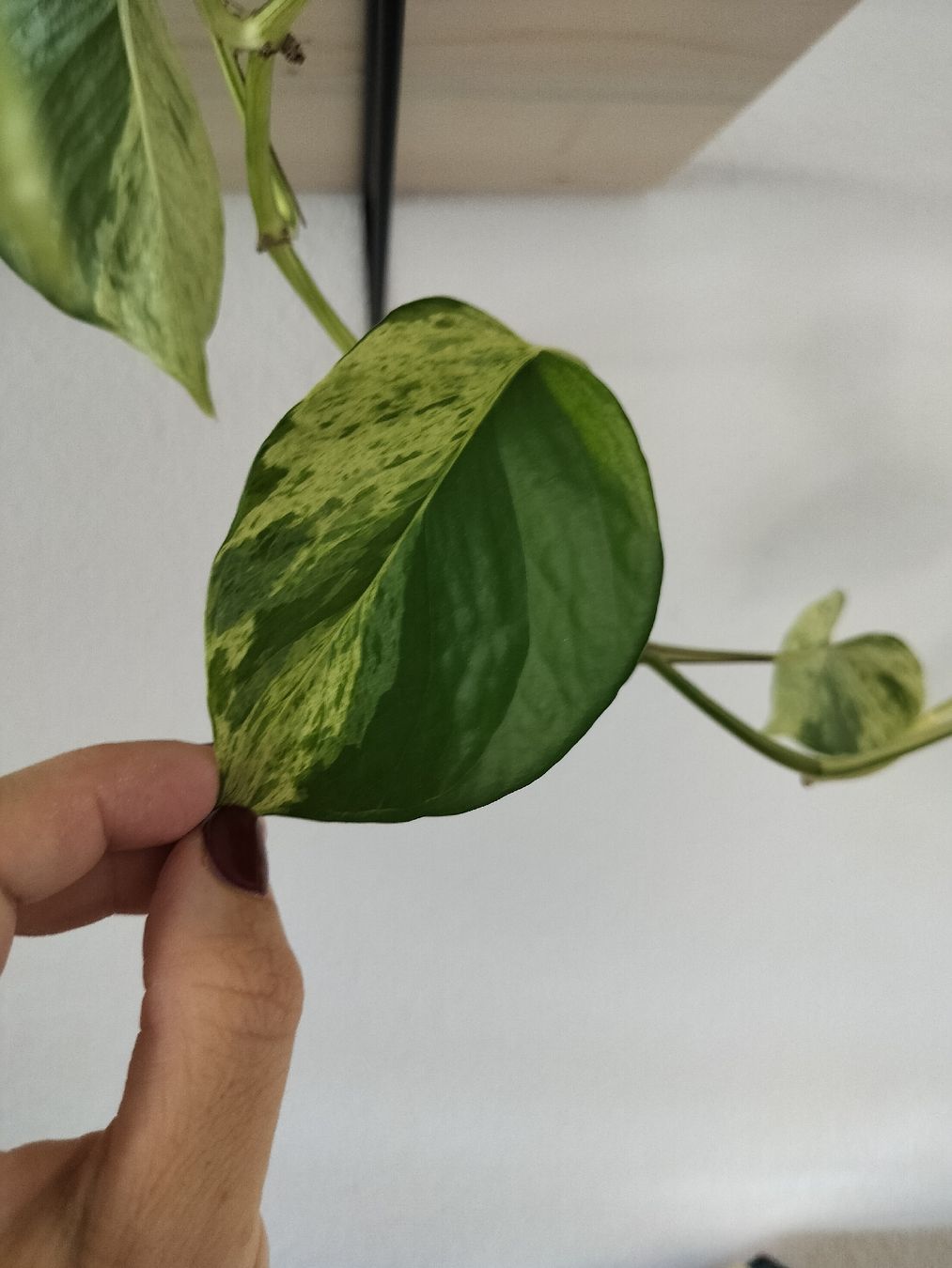 Piante & sementi: Marble queen, epipremnum, grosse Efeutute, Ableger – Nuovo e nell'imballaggio originale da Urdorf venduto da jazz1984 2