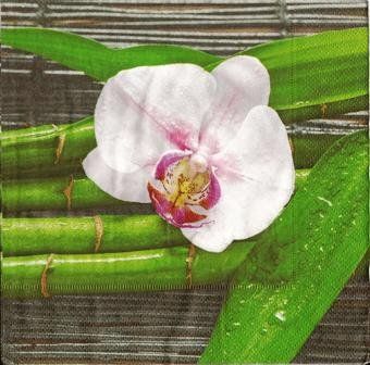 Tovaglioli: 2 Servietten   Orchideenauf Bambus – Nuovo (secondo la descrizione) da Basel venduto da Happybaer